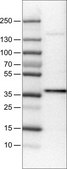 Monoclonal Anti-USP46 antibody produced in mouse Prestige Antibodies&#174; Powered by Atlas Antibodies, clone CL0364, purified immunoglobulin, buffered aqueous glycerol solution