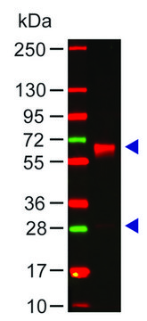 Anti-Human IgA (&#945;-chain specific) antibody produced in rabbit affinity isolated antibody, buffered aqueous solution