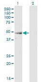 Monoclonal Anti-ENO3 antibody produced in mouse clone 3C6, purified immunoglobulin, buffered aqueous solution