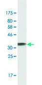 Monoclonal Anti-DUSP5 antibody produced in mouse clone 2F3, ascites fluid, solution