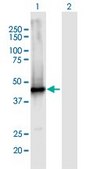 Anti-AIM2 antibody produced in mouse purified immunoglobulin, buffered aqueous solution
