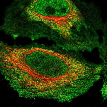 Anti-NKTR antibody produced in rabbit Prestige Antibodies&#174; Powered by Atlas Antibodies, affinity isolated antibody