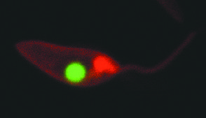 PKH26 Red Fluorescent Cell Linker Kit for General Cell Membrane Labeling Distributed for Phanos Technologies