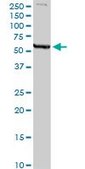 Anti-MAOA antibody produced in rabbit purified immunoglobulin, buffered aqueous solution