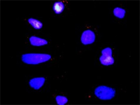 Anti-MAPK12 antibody produced in rabbit purified immunoglobulin, buffered aqueous solution