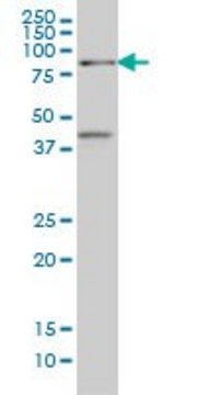 Monoclonal Anti-TCF4 antibody produced in mouse clone 1F6, purified immunoglobulin, buffered aqueous solution