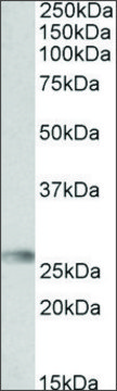 Anti-HLA-DQA2 antibody produced in goat affinity isolated antibody, buffered aqueous solution