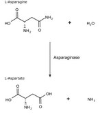 Asparaginase from Escherichia coli lyophilized powder, 100-300&#160;units/mg protein (biuret)
