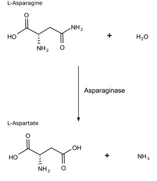 Asparaginase from Escherichia coli lyophilized powder, 100-300&#160;units/mg protein (biuret)