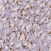 Anti-MT-ND4 antibody produced in rabbit Prestige Antibodies&#174; Powered by Atlas Antibodies, affinity isolated antibody, buffered aqueous glycerol solution