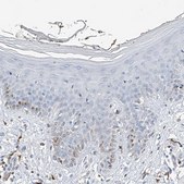 Anti-TBXAS1 antibody produced in rabbit Prestige Antibodies&#174; Powered by Atlas Antibodies, affinity isolated antibody, buffered aqueous glycerol solution