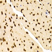 Anti-DiMethyl-Histone H3-K27 antibody produced in rabbit