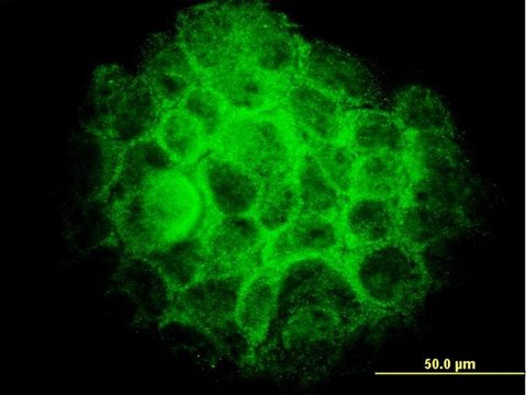 Monoclonal Anti-TRIB3 antibody produced in mouse clone 1H2, purified immunoglobulin, buffered aqueous solution