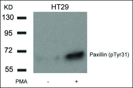 Anti-phospho-PXN (pTyr31) antibody produced in rabbit affinity isolated antibody