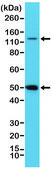 Anti-NF-kappa-B p105/p50 antibody, Rabbit Monoclonal recombinant, expressed in HEK 293 cells, clone RM299, purified immunoglobulin
