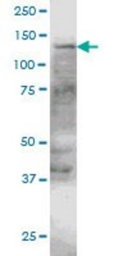 ANTI-ERN1 antibody produced in mouse clone 4E1, purified immunoglobulin, buffered aqueous solution