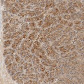 Anti-TMEM192 antibody produced in rabbit Prestige Antibodies&#174; Powered by Atlas Antibodies, affinity isolated antibody, buffered aqueous glycerol solution