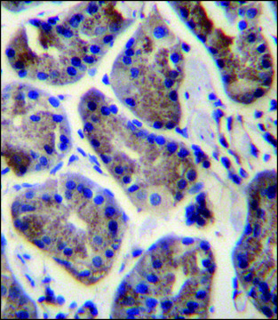 ANTI-SLC9A2 (C-TERM) antibody produced in rabbit IgG fraction of antiserum, buffered aqueous solution