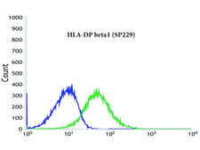Anti-HLA-DP beta 1 antibody, Rabbit monoclonal clone SP229, recombinant, expressed in proprietary host, affinity isolated antibody