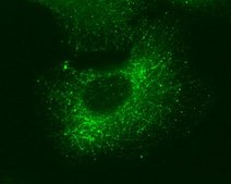 Monoclonal Anti-GEF-H1 antibody produced in mouse clone GT336, affinity isolated antibody