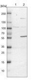 Anti-NUDCD1 antibody produced in rabbit Prestige Antibodies&#174; Powered by Atlas Antibodies, affinity isolated antibody, buffered aqueous glycerol solution