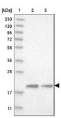 Anti-MRPL12 antibody produced in rabbit Prestige Antibodies&#174; Powered by Atlas Antibodies, affinity isolated antibody, buffered aqueous glycerol solution, Ab2