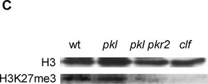 Anti-trimethyl-Histone H3 (Lys27) Antibody Upstate&#174;, from rabbit