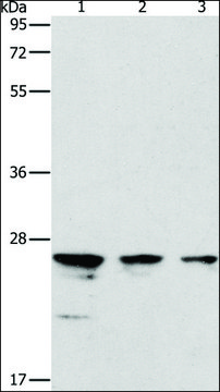 Anti-MOB1B antibody produced in rabbit affinity isolated antibody