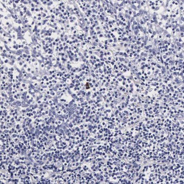 Anti-RNASE6 antibody produced in rabbit Prestige Antibodies&#174; Powered by Atlas Antibodies, affinity isolated antibody, buffered aqueous glycerol solution