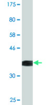 Monoclonal Anti-NFIX antibody produced in mouse clone 3D2, purified immunoglobulin, buffered aqueous solution