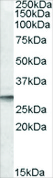 Anti-DPM1 (AB1) antibody produced in goat affinity isolated antibody, buffered aqueous solution