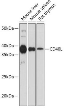 Anti-CD40L antibody produced in rabbit