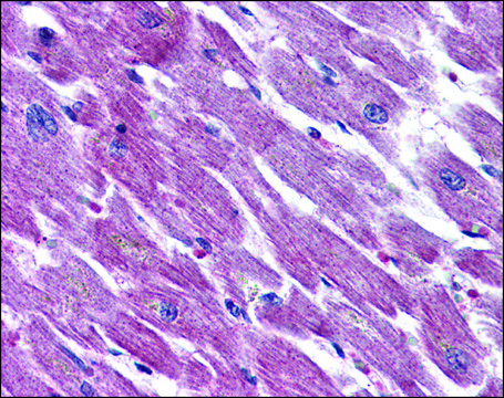 Anti-ADCYAP1R1 antibody produced in rabbit affinity isolated antibody