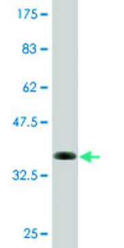 Monoclonal Anti-KLK13, (C-terminal) antibody produced in mouse clone 1G9, purified immunoglobulin, buffered aqueous solution