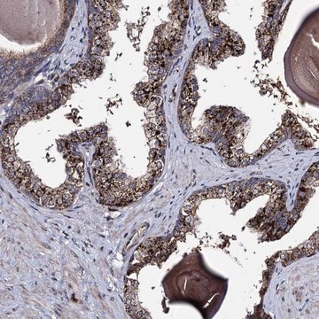 Anti-MICALCL antibody produced in rabbit Prestige Antibodies&#174; Powered by Atlas Antibodies, affinity isolated antibody, buffered aqueous glycerol solution