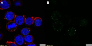 Anti-CD16a Antibody, clone 1E6 ZooMAb&#174; Rabbit Monoclonal recombinant, expressed in HEK 293 cells
