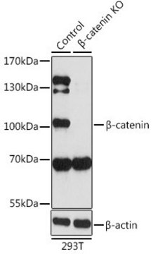 Anti-beta Catenin antibody produced in rabbit