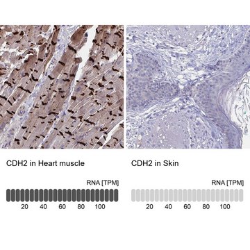 Anti-CDH2 antibody produced in rabbit Prestige Antibodies&#174; Powered by Atlas Antibodies, affinity isolated antibody, buffered aqueous glycerol solution