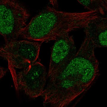 Anti-CABLES1 antibody produced in rabbit Prestige Antibodies&#174; Powered by Atlas Antibodies, affinity isolated antibody