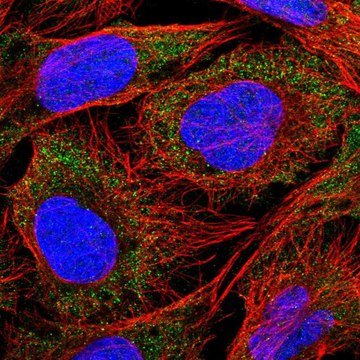 Anti-SLC18B1 antibody produced in rabbit Prestige Antibodies&#174; Powered by Atlas Antibodies, affinity isolated antibody