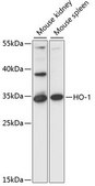 Anti-HO-1 antibody produced in rabbit