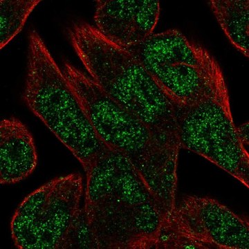 Anti-C16orf72 antibody produced in rabbit Prestige Antibodies&#174; Powered by Atlas Antibodies, affinity isolated antibody