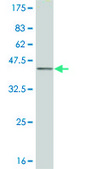 ANTI-ELF3 antibody produced in mouse clone 1F12, purified immunoglobulin, buffered aqueous solution