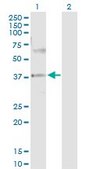 Anti-PRKAG2 antibody produced in rabbit purified immunoglobulin, buffered aqueous solution