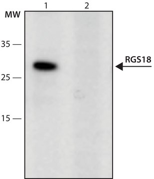 Anti-RGS18 (51-65) antibody produced in rabbit IgG fraction of antiserum