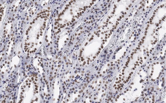 Anti-CDC5L Antibody, clone 4F8 ZooMAb&#174; Rabbit Monoclonal recombinant, expressed in HEK 293 cells