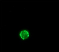 Anti-Rabbit IgG (whole molecule)&#8722;FITC antibody produced in sheep affinity isolated antibody, buffered aqueous solution