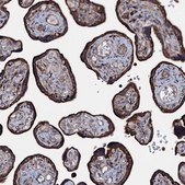 Anti-P2RX4 antibody produced in rabbit Prestige Antibodies&#174; Powered by Atlas Antibodies, affinity isolated antibody, buffered aqueous glycerol solution