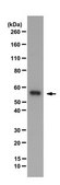 Anti-PTBP2 Antibody from rabbit, purified by affinity chromatography