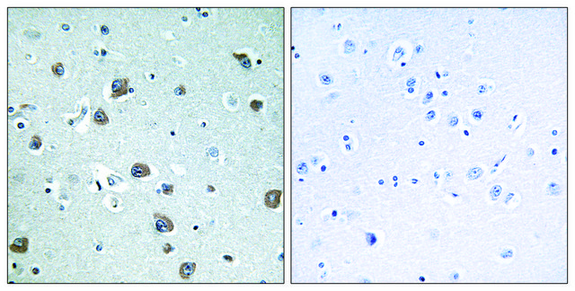 Anti-GNAL antibody produced in rabbit affinity isolated antibody